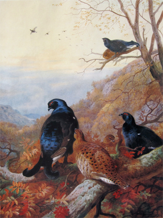 Archibald Thorburn: Black Grouse on a Hillside