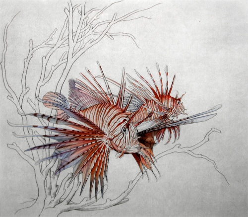 Freddy Theys: Peacock Lion Fish