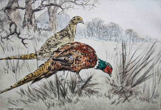 Henry Wilkinson: Cock and Hen Pheasant