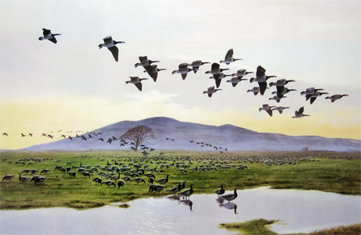 Barnacle Geese at Caerlaverock by Peter Scott