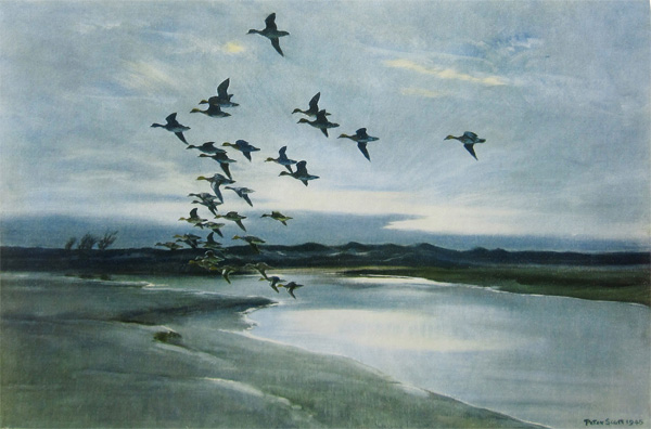 Wigeon Beyond the Dunes by Peter Scott