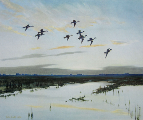 Sir Peter Scott: Pintails Dropping in with a Rush