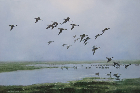 Sir Peter Scott: Pintails On A Hazy Day