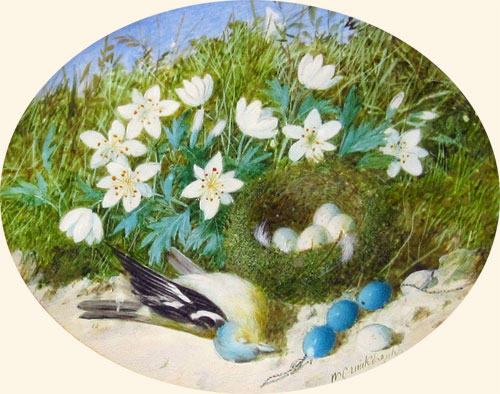 William Cruickshank: Still Life of Bird\'s Nest, Chaffinch, and Wood Anemones