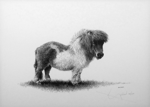 William Geldart: Shetland Pony